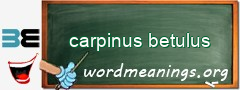 WordMeaning blackboard for carpinus betulus